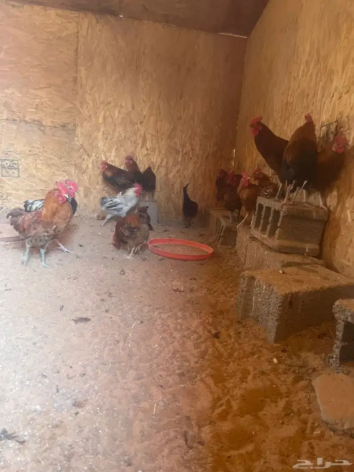 ديوك للبيع 2