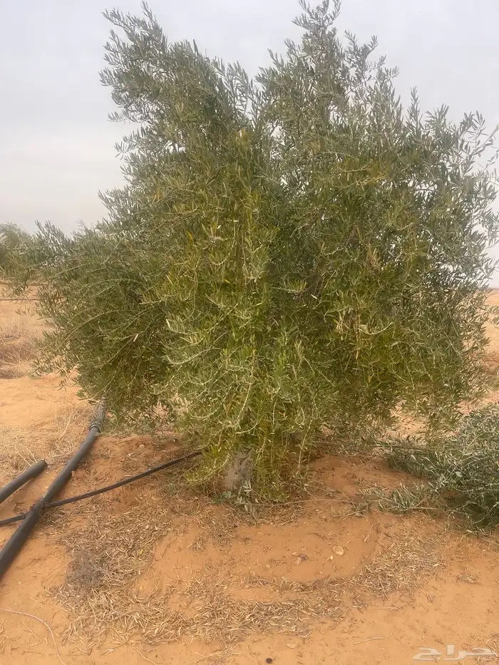 اشجار زيتون 6