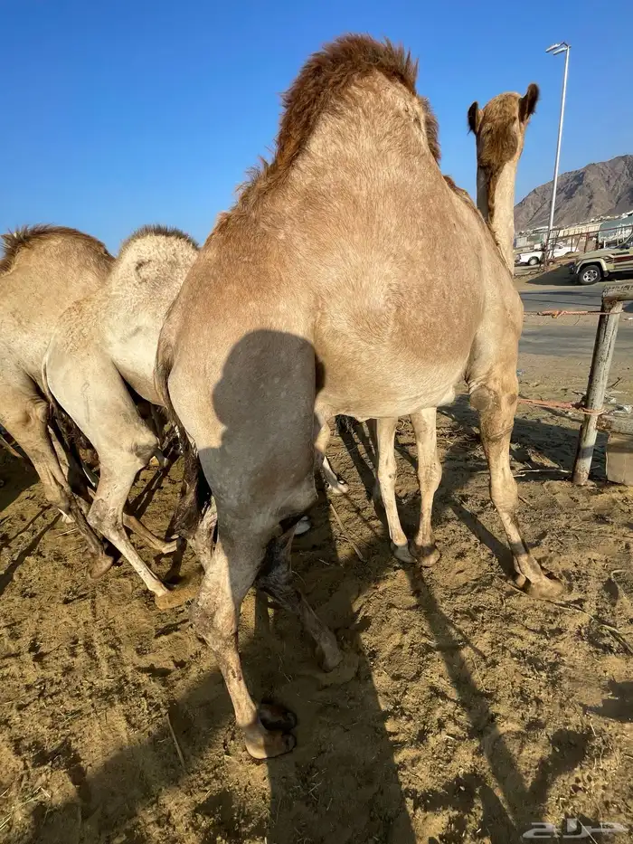 للبيع القعدان الكفو للمبادي وزواجات 2