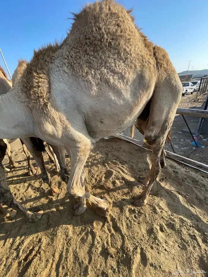 للبيع القعدان الكفو للمبادي وزواجات 3