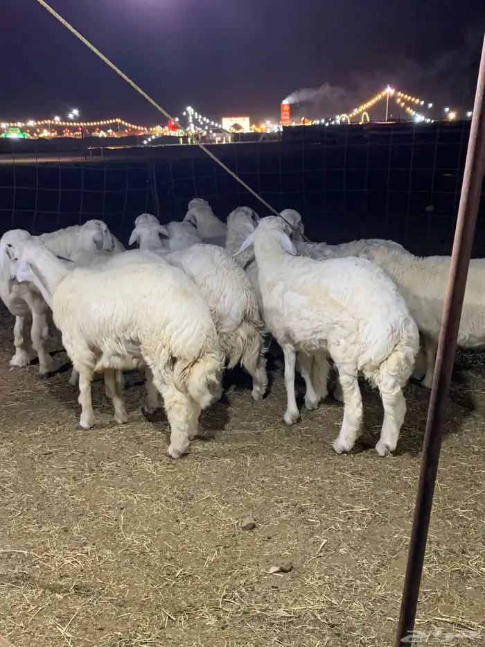 حري طليان جبره ذبائح مناسبات ذبايح ثلاجه يوجد توصيل 4