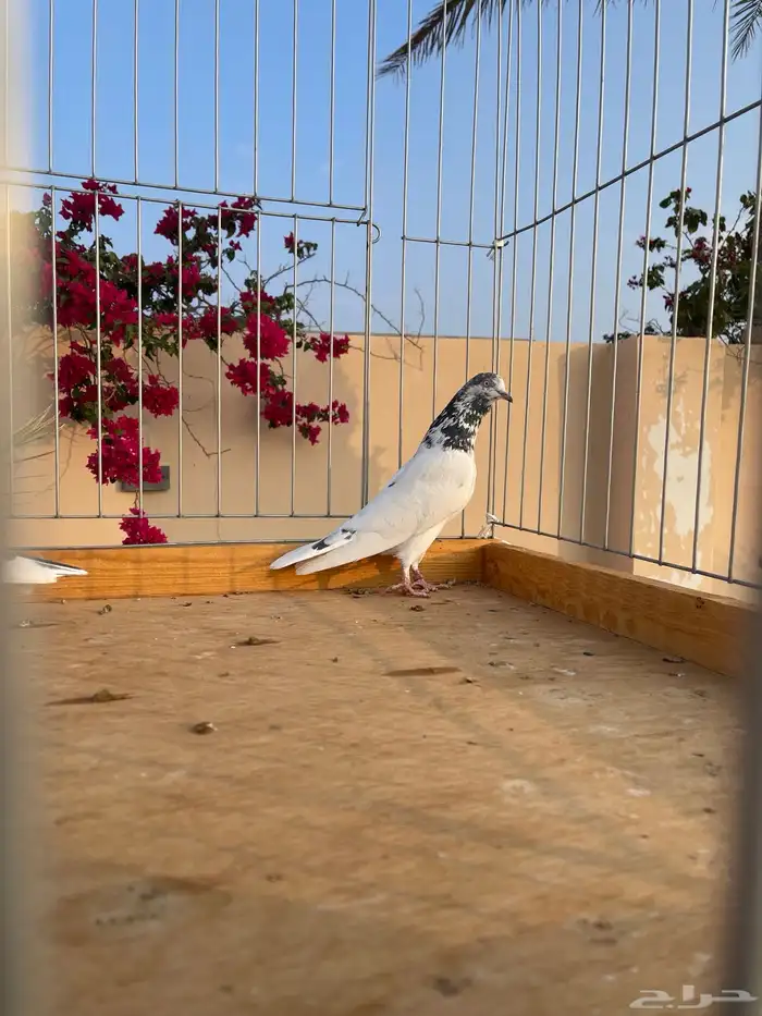 تيدي جونسيرا 4