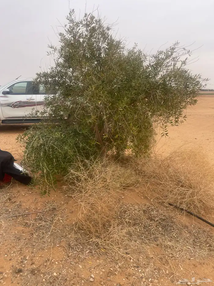 اشجار زيتون 7