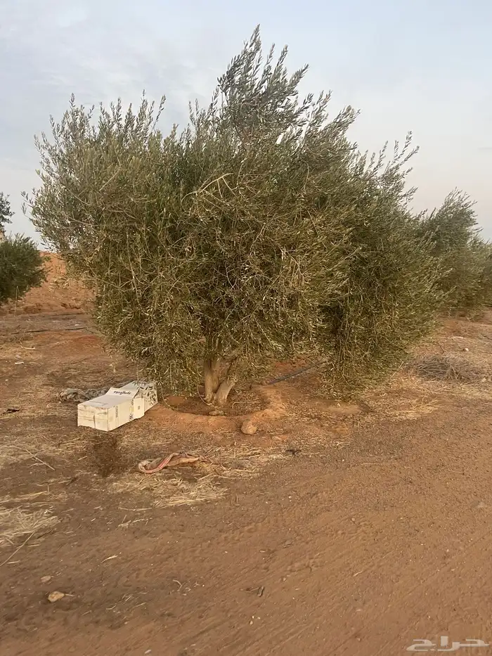 اشجار زيتون 1