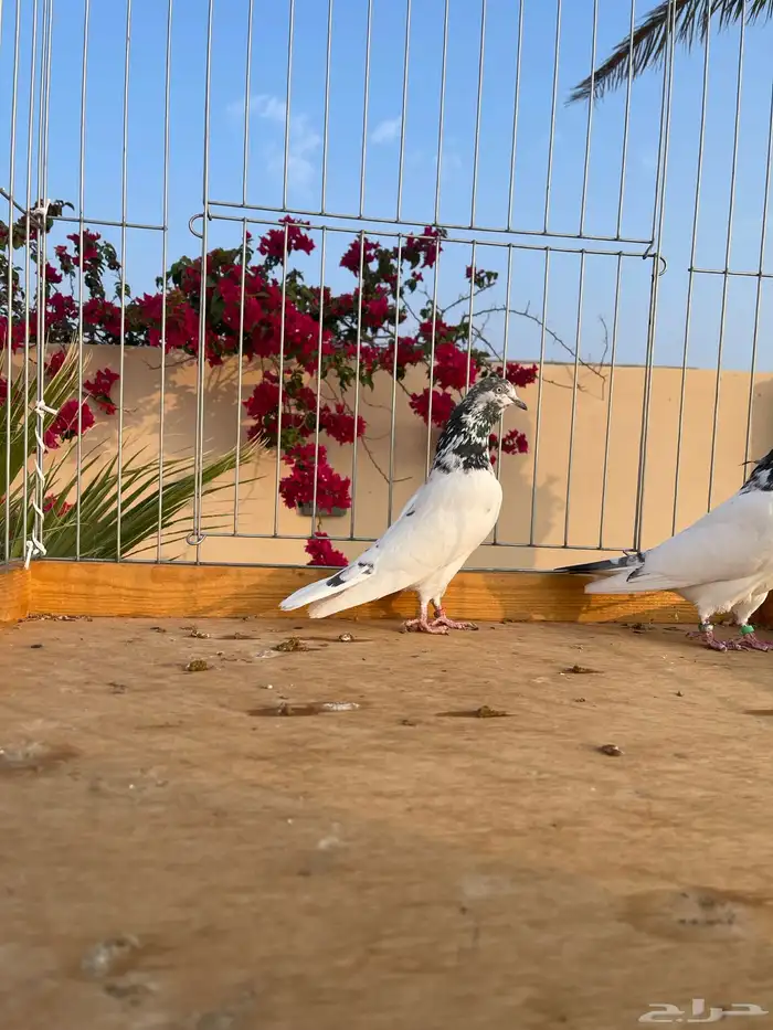 تيدي جونسيرا 0