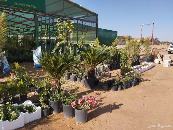 اشجار زيتون 11