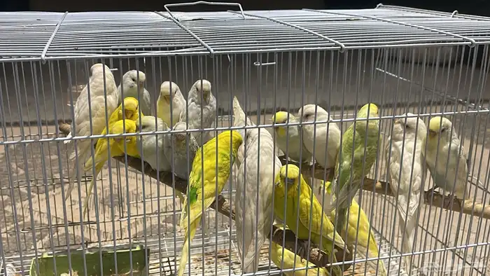 11 جوز طيور الحب 0