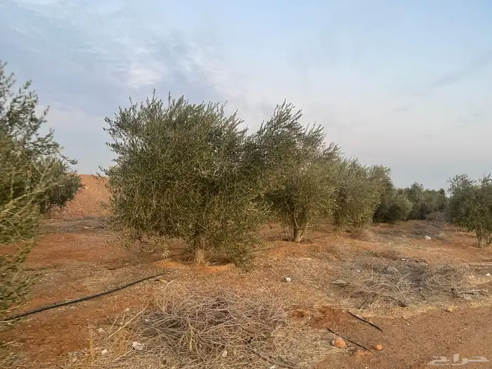 اشجار زيتون 0