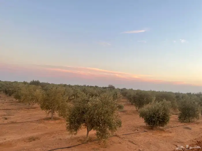 اشجار زيتون 4