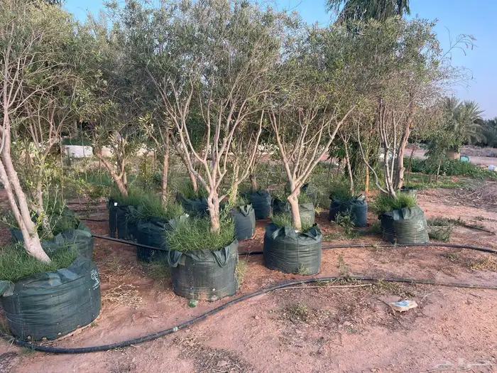 اشجار زيتون 15