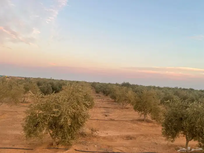 اشجار زيتون 8