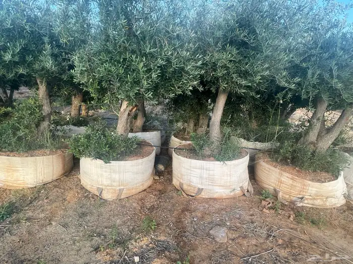 اشجار زيتون 18