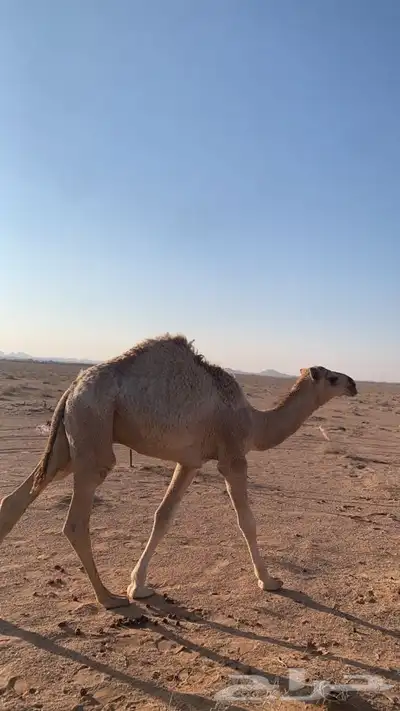 معالج شعبي 0