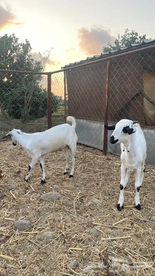 تم البيع خارج الموقع 1