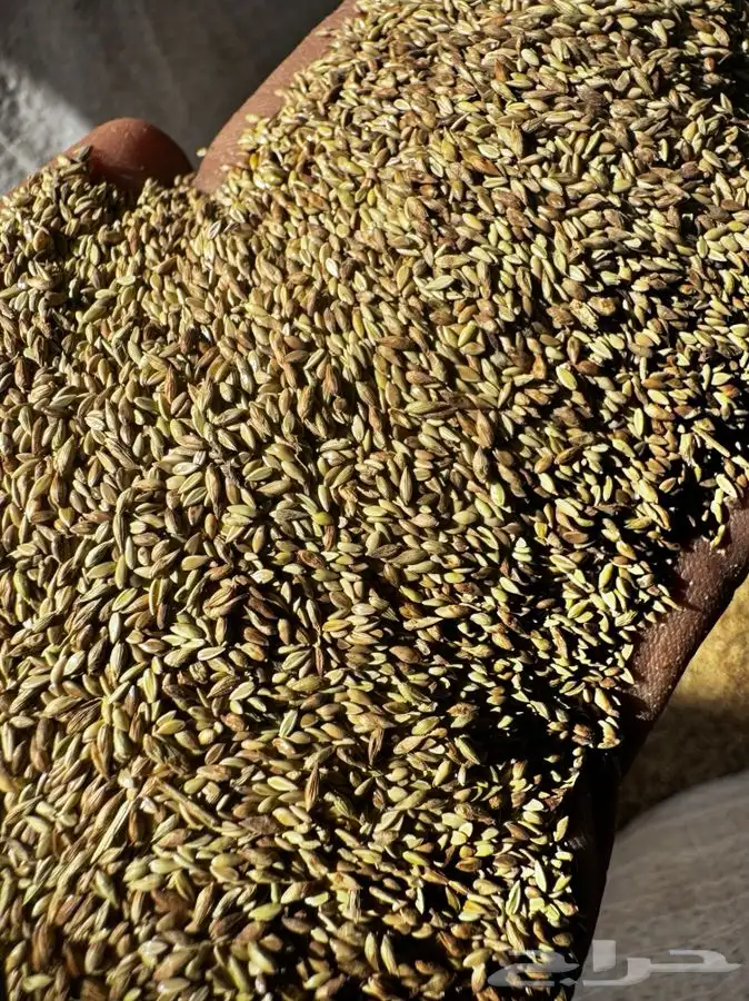 بذر بنو بلك 0