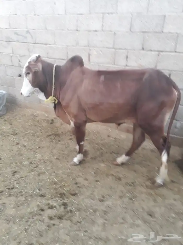 حسيل شركه ربع 1400 وثمن 700 5