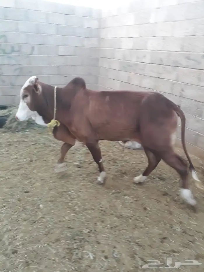حسيل شركه ربع 1400 وثمن 700 4