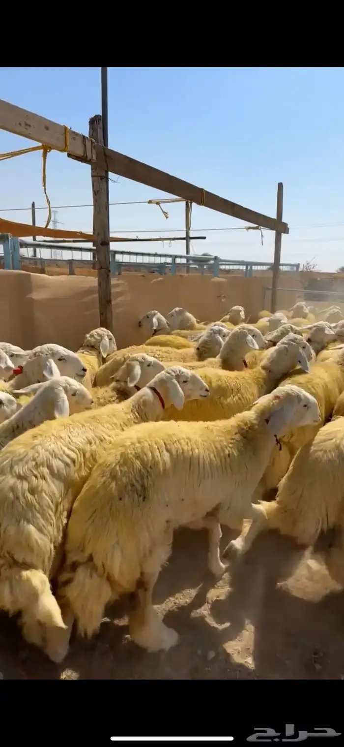 رخال جذعات كفو ( تم البيع ) 1