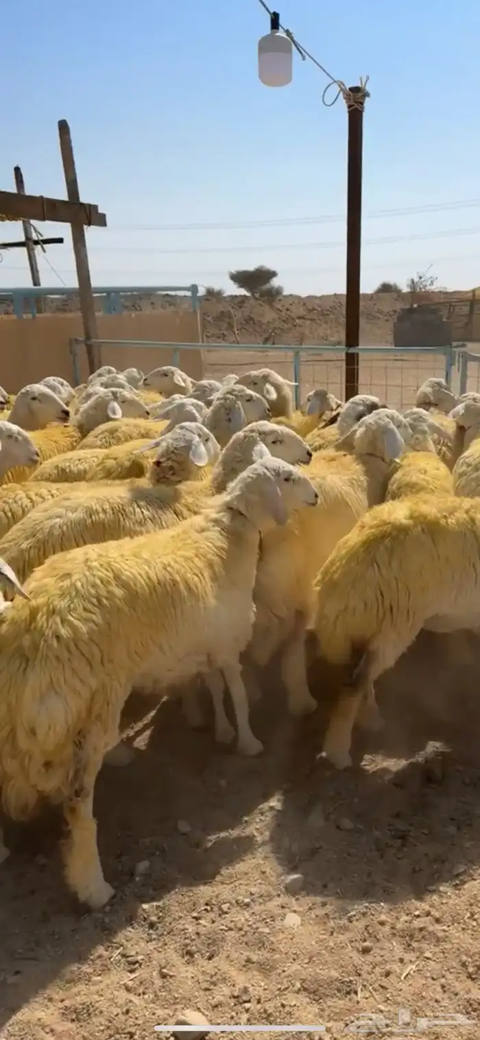 رخال جذعات كفو ( تم البيع ) 4