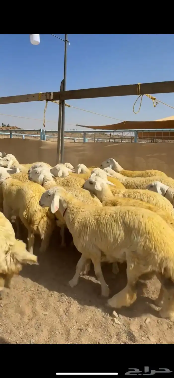 رخال جذعات كفو ( تم البيع ) 0