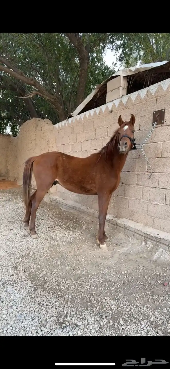 مهر شعبي اشقر 0
