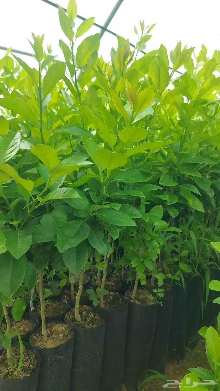 أشجار حمضيات جملة 0