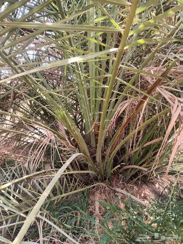 نخل من القصيم 0