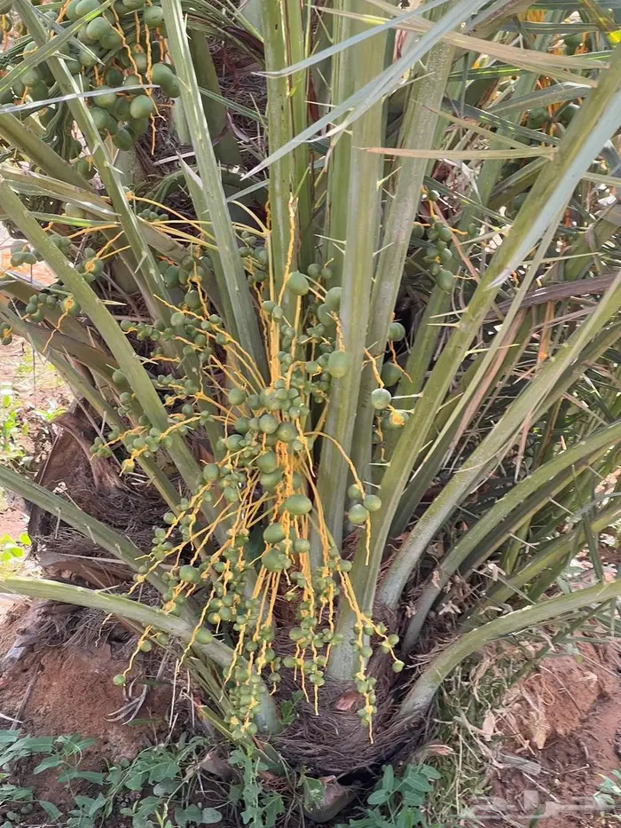 نخل من القصيم 4