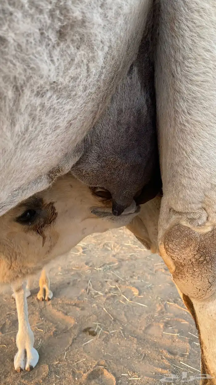 خلفه للبيع 5