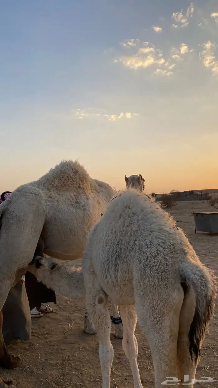خلفه للبيع 7