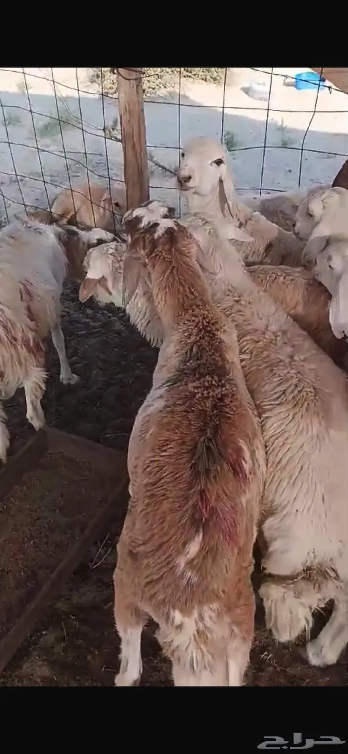 طليان صافية سواكنية 2