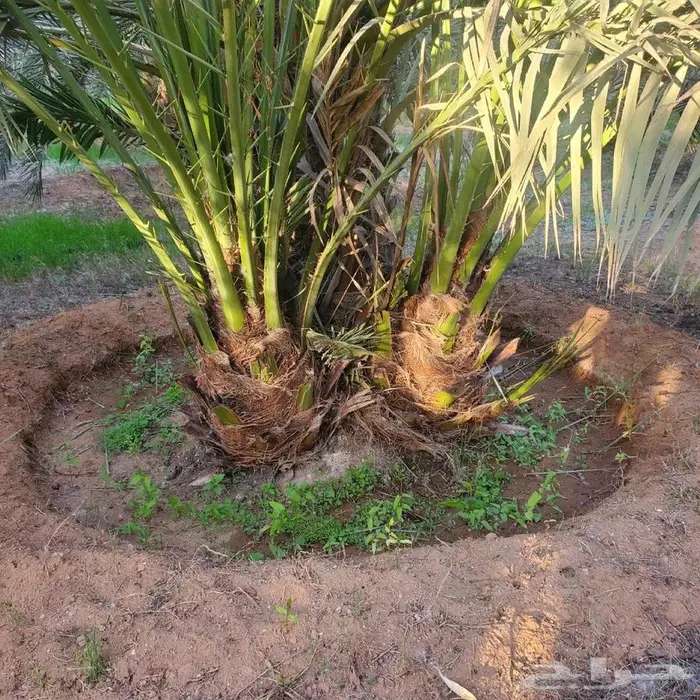 نخل من القصيم 7