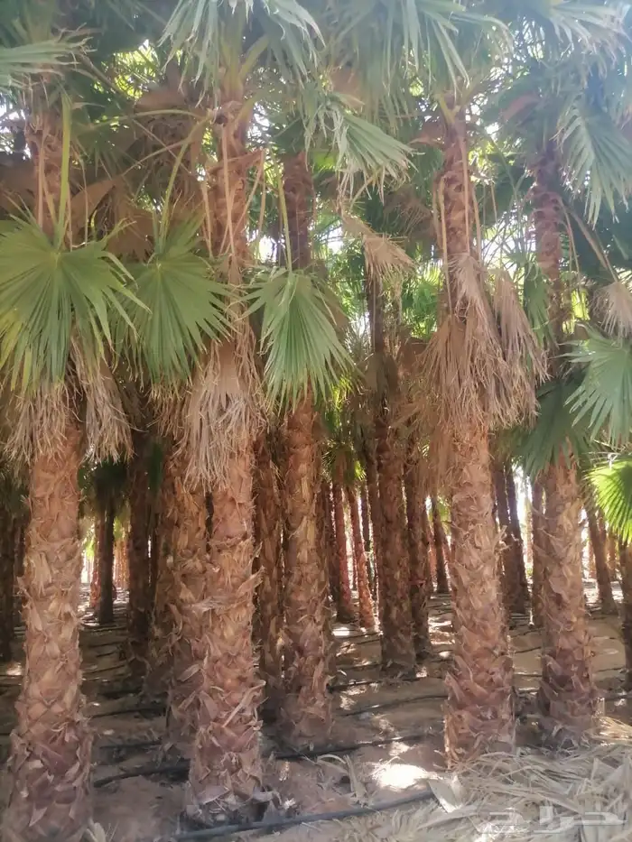 نخل واشنطن امريكي زينة 2