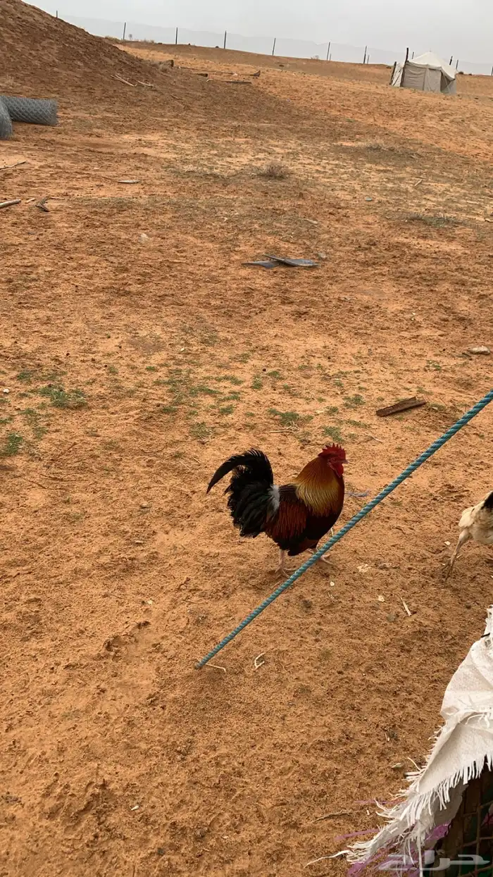 ديك بلدي ترثه 3