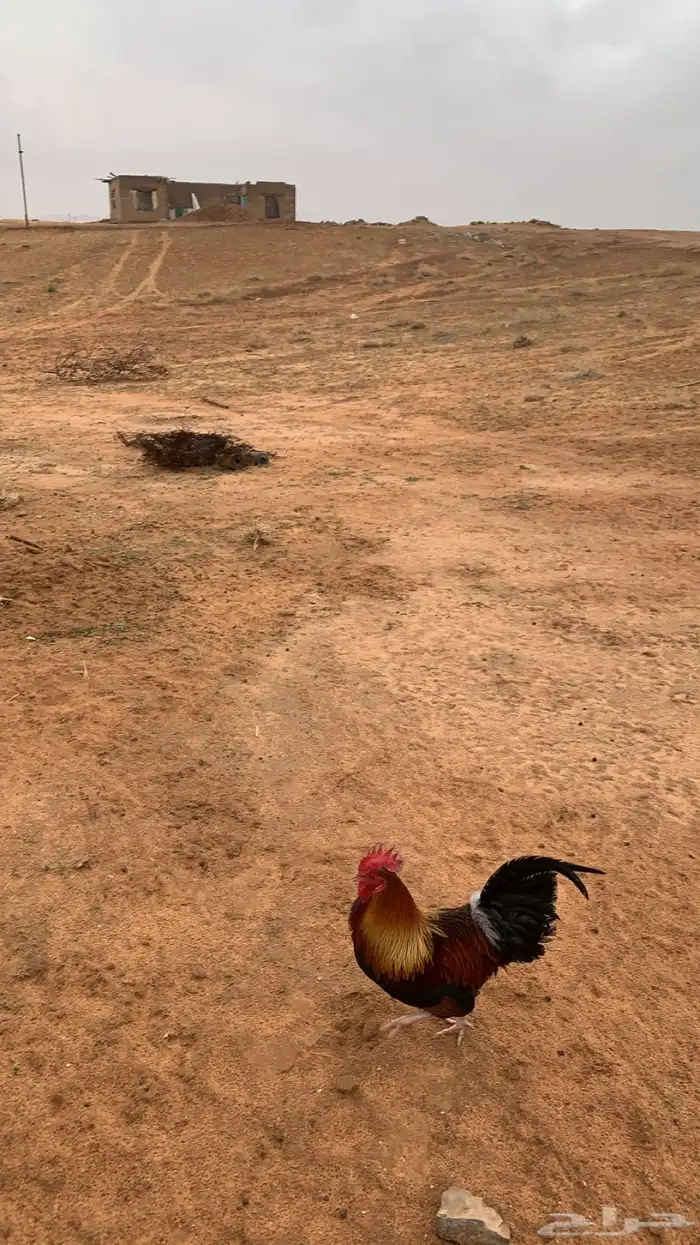 ديك بلدي ترثه 1