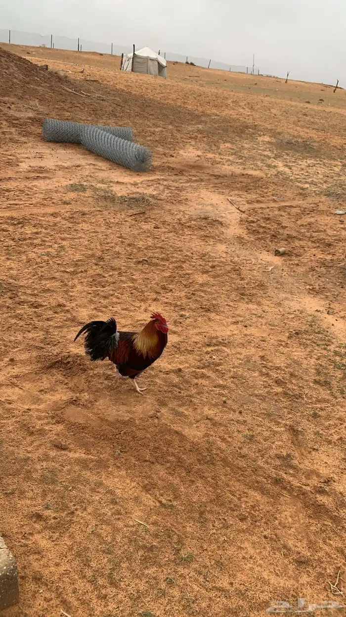 ديك بلدي ترثه 2