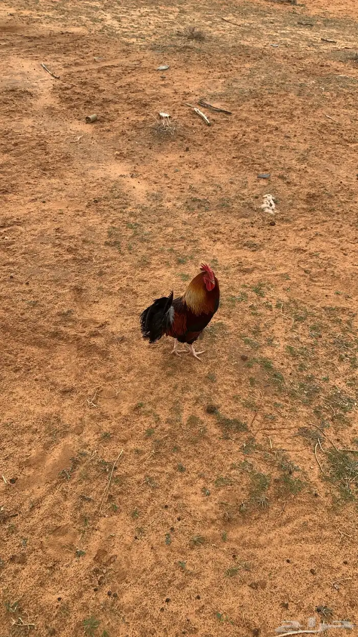 ديك بلدي ترثه 0