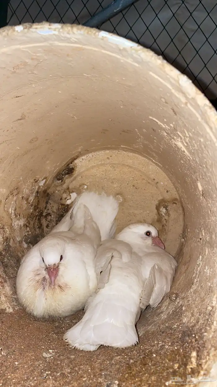 حمام زغليل 0