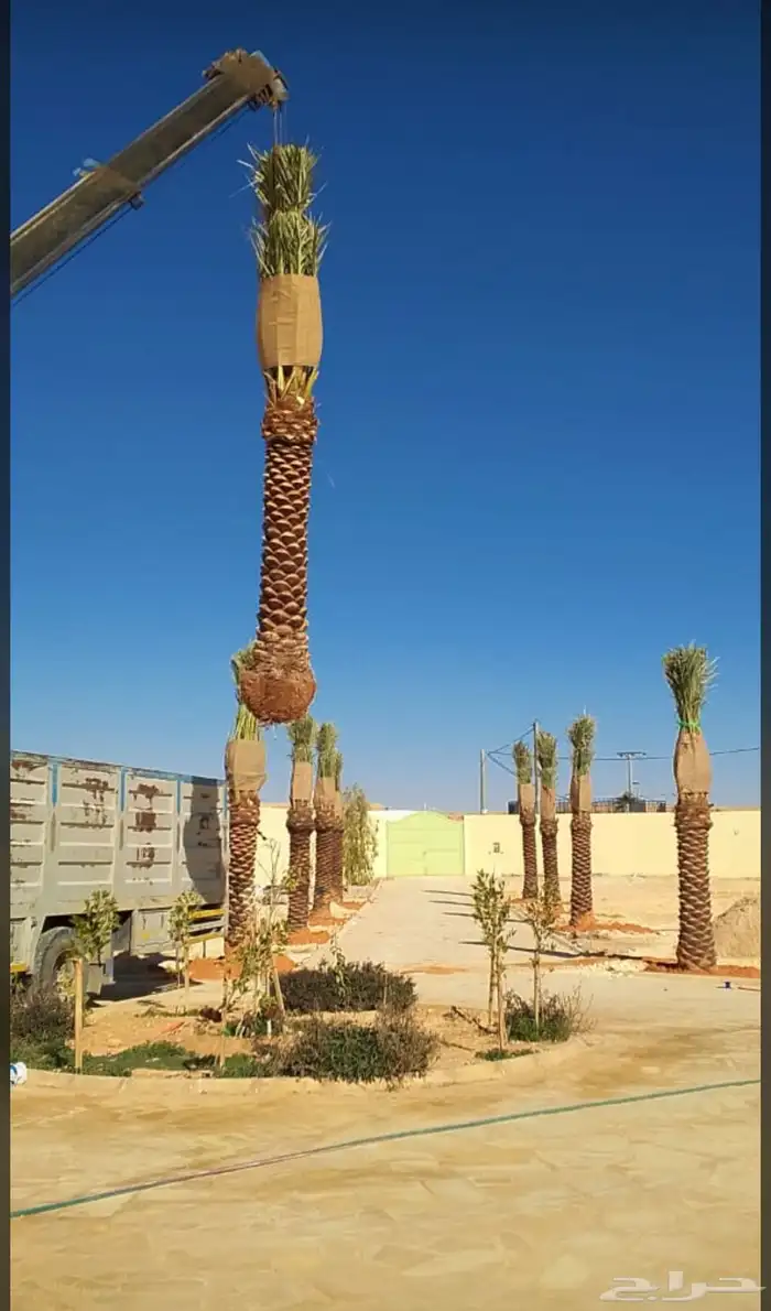 نخيل للبيع 5