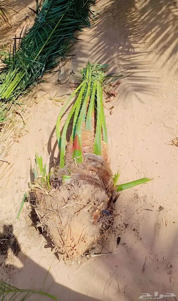 نخيل للبيع 26