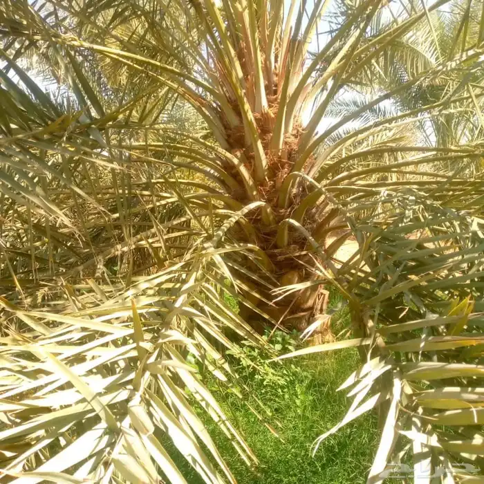 نخيل للبيع 9