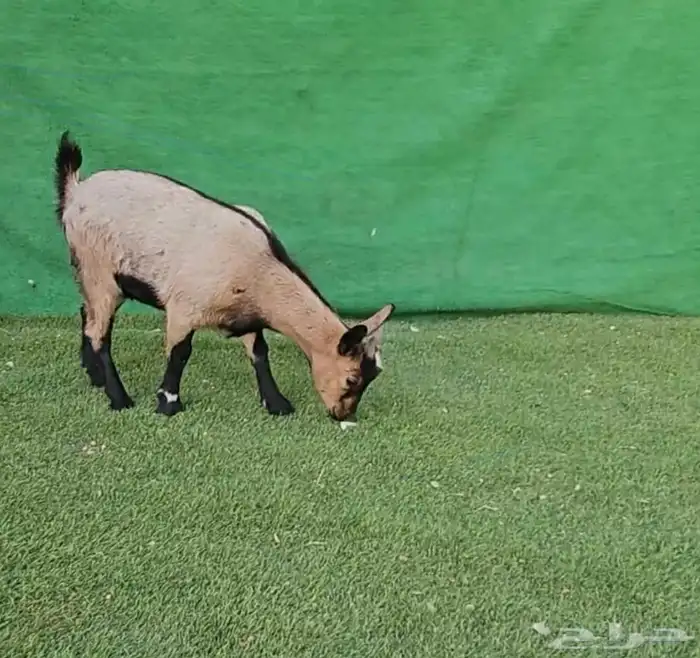 الماعز القزم . 30