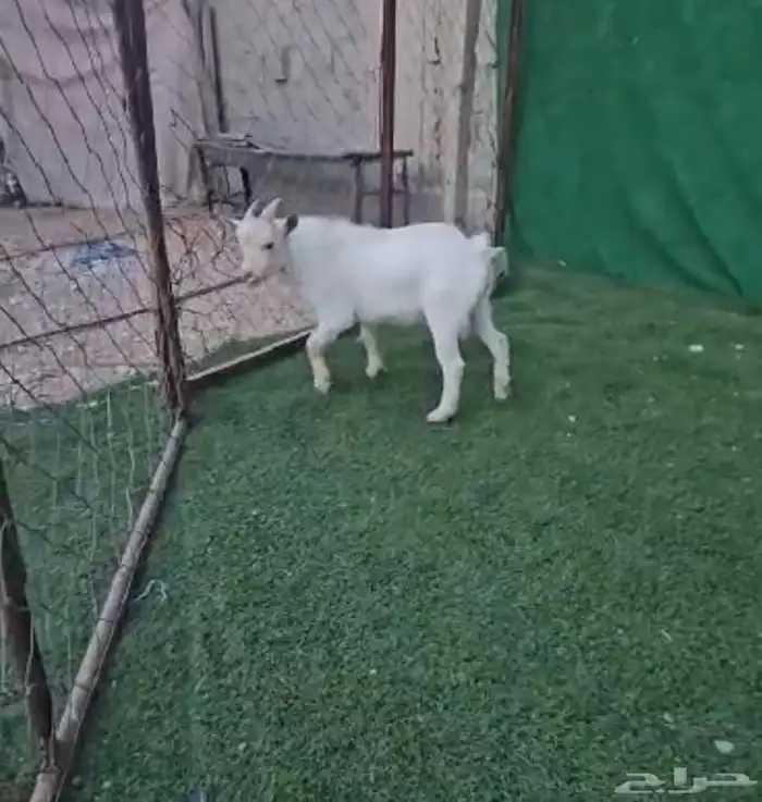 الماعز القزم . 15