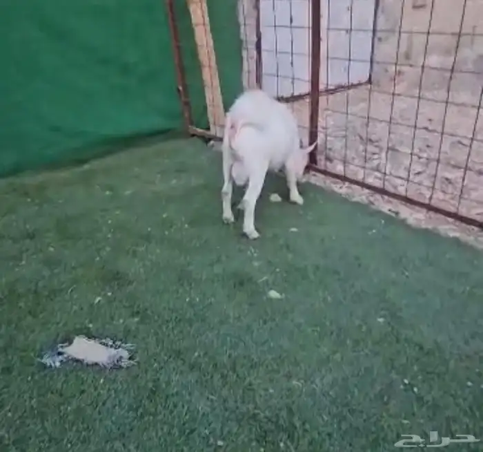 الماعز القزم . 16