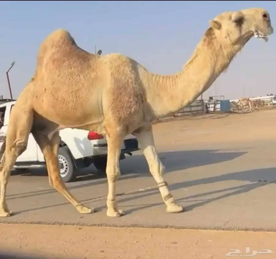 فحل اشقح 4