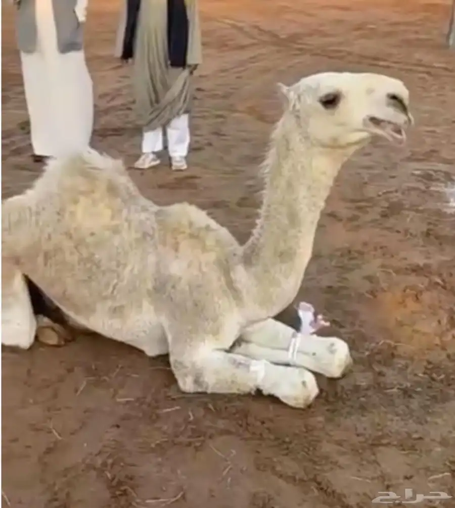 فحل اشقح 0