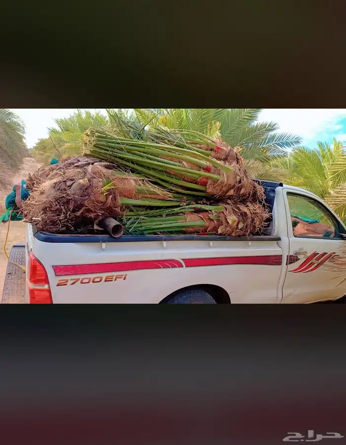 نخيل للبيع 24
