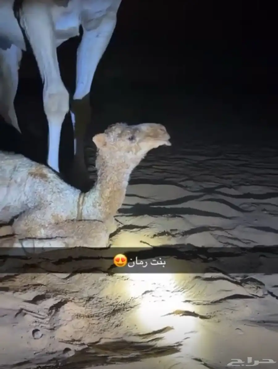فحل اشقح 2