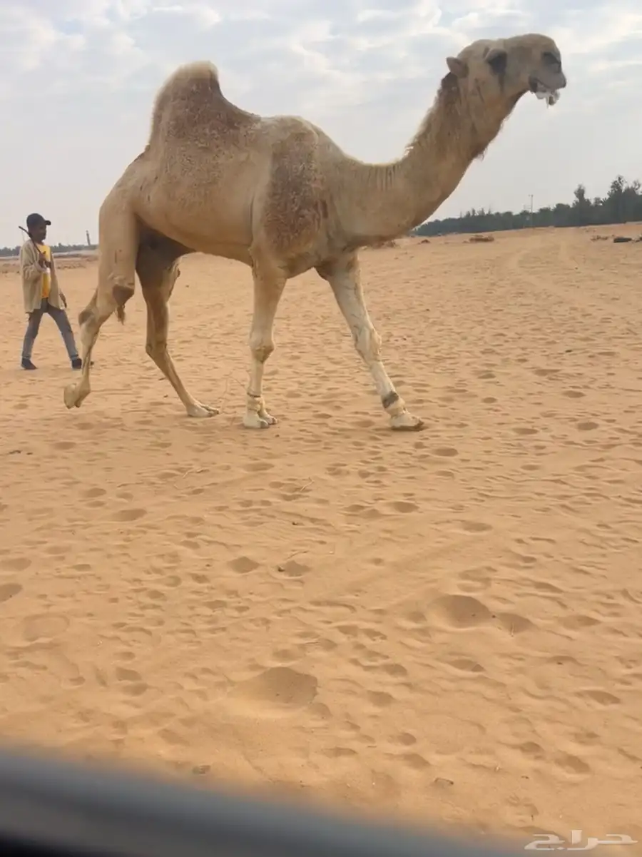 فحل اشقح 3
