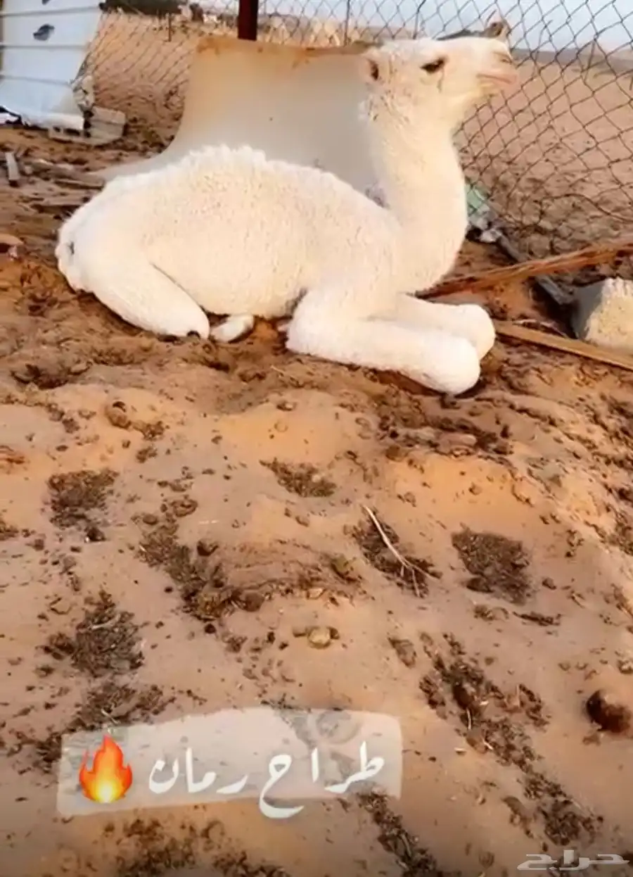 فحل اشقح 1